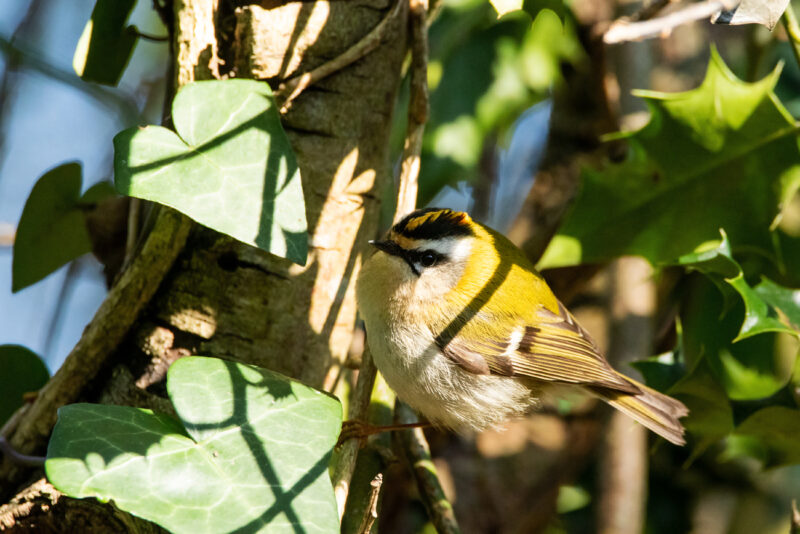 Roitelet triple-bandeau